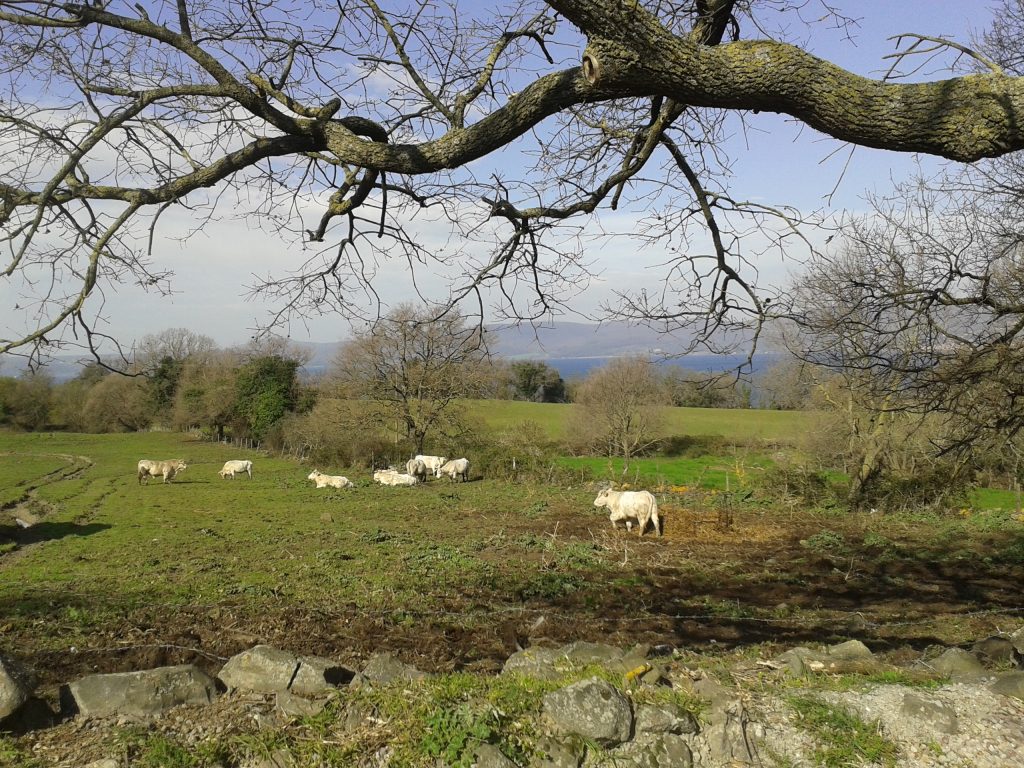 2014 03 08 10.05 Pascolo sopra il lago di Braccaino 2 1