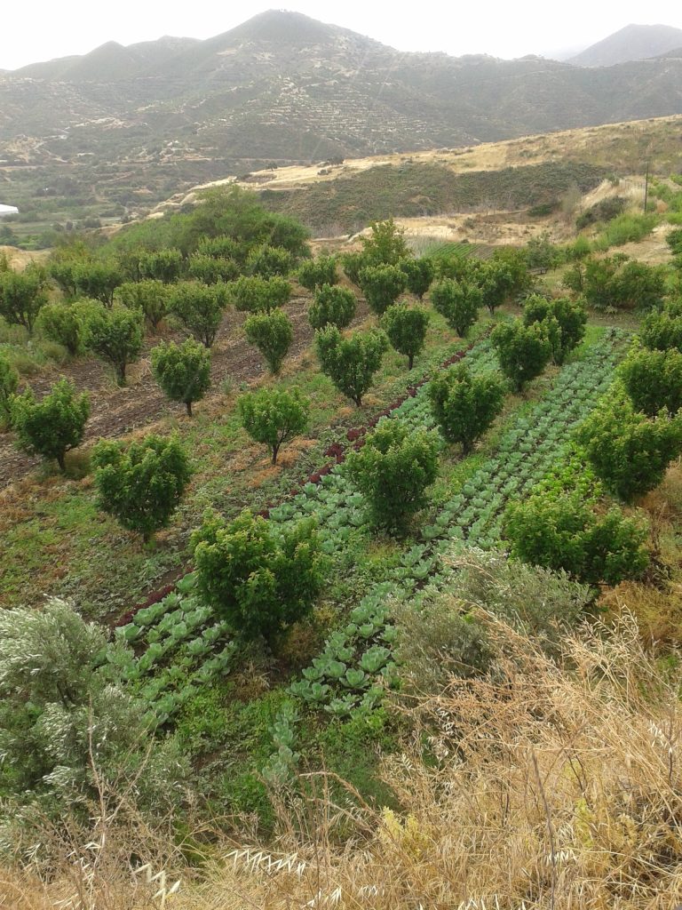 2015 05 13 14.20 organic crops in the Nursel Ekici in Limnitis Yesilirmak 0 1