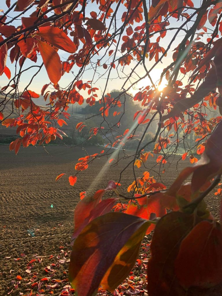 AUTUNNO FRA I CAMPI