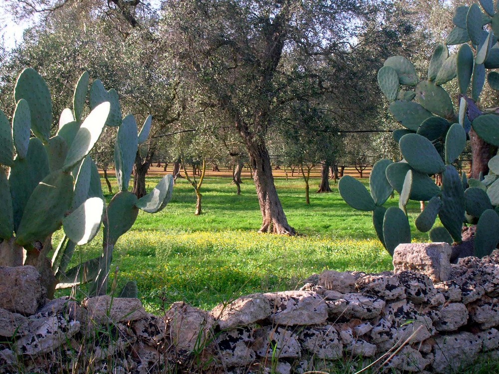 Agricoltura Puglia 1 1