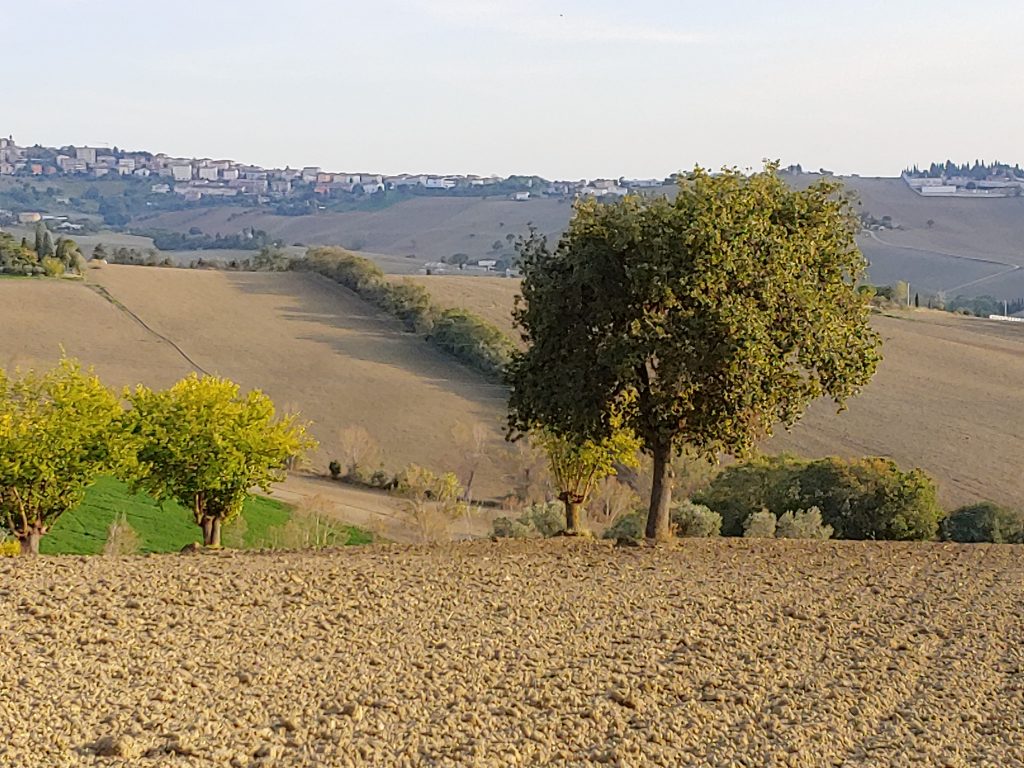 CAMPO CON QUERCE FILO20201020 0 scaled