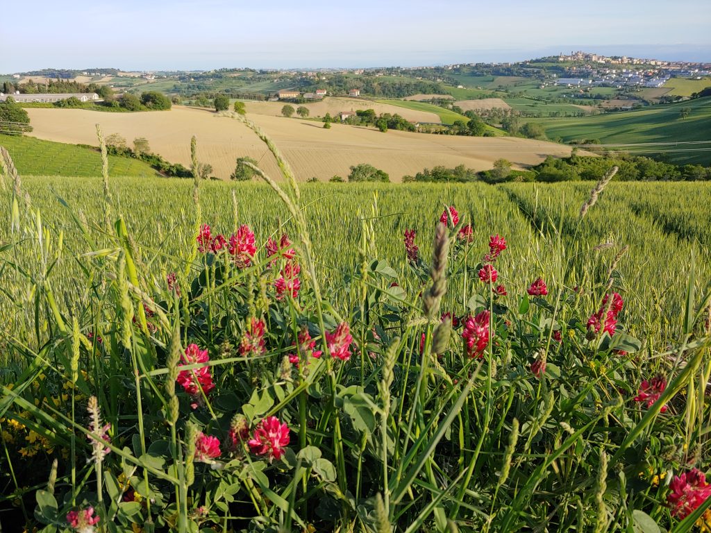 CAMPO GRANO CON SULLA 20210508 1 scaled