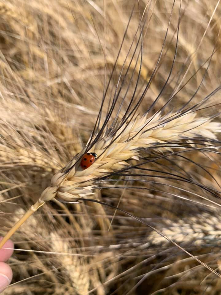 COCCINELLA SU GRANO 1