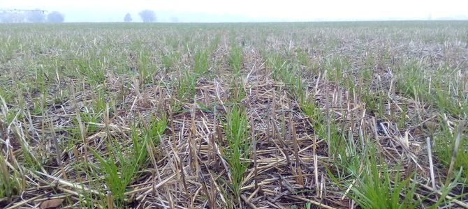 COVER CROPS