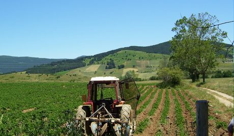 Campagna produz patate Calabria 1