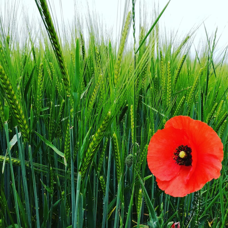 Campo grano verde con papavero 0 1