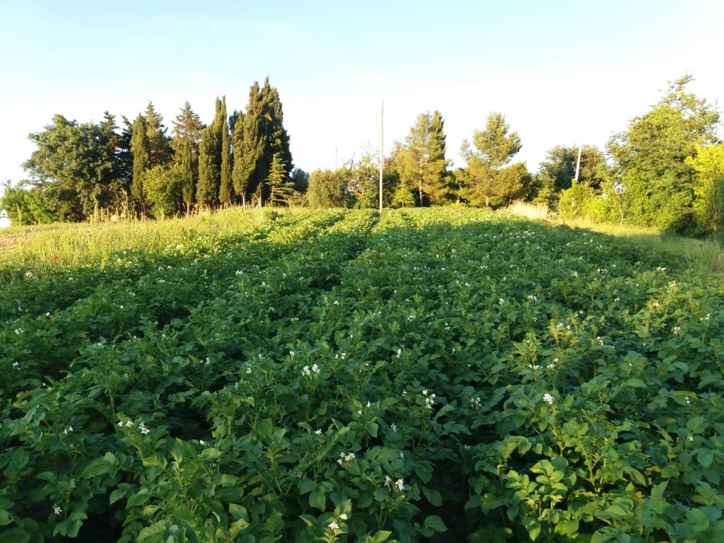 Campo patate Michele 0