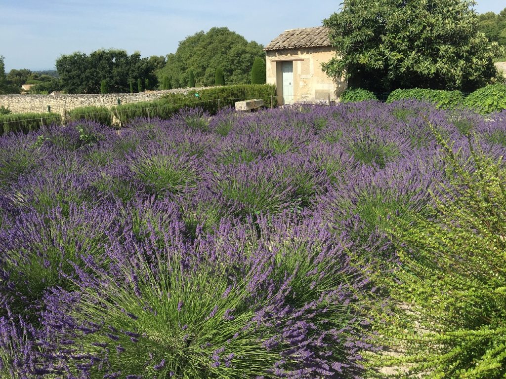 FRANCIA LAVANDA 1