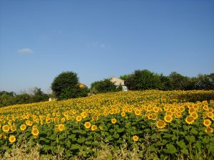 GIRASOLI 2 1 scaled