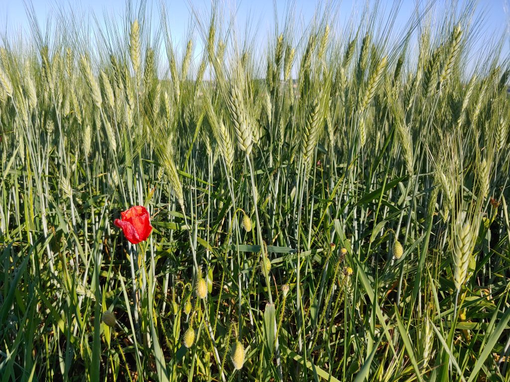 Papavero e grano Filo 4 5 20 0 scaled