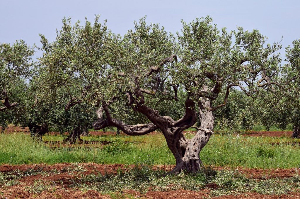 Sicilia Olivo