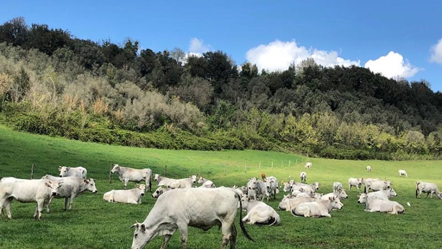 azienda agricola boccea agroecologia 1 870x490 1