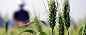 grano pesticidi 675x275 2