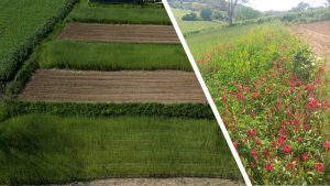 ORTOBIOSTRIP