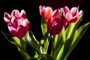 Tulipani