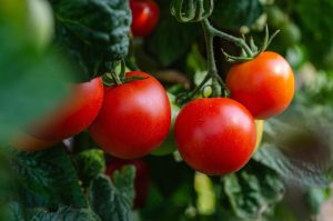 pomodori