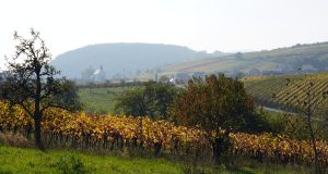 VIGNETI PIEMONTE PIXA