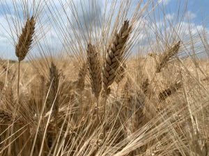 grano Torriani
