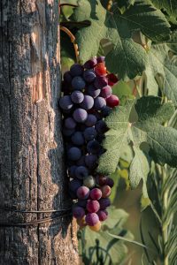 UVA pixa gratis