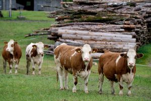 VACCHE PIXABAY GRATIS
