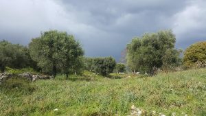 OLIVETO 2