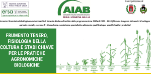 AIAB FVG frumento