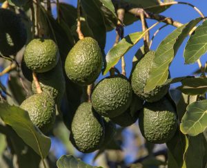 AVOCADO