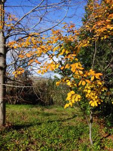 Autunno a Fraschetale