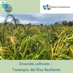 Diversità coltivata riso resiliente